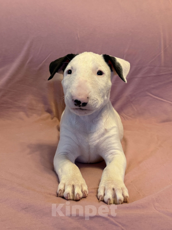 Собаки в других городах Московской области: Герой Первых Льдов Мальчик, 85 000 руб. - фото 3
