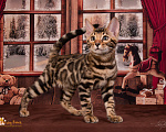 Кошки в Москве: Бенгальский котенок. Мальчик Мальчик, 55 000 руб. - фото 1