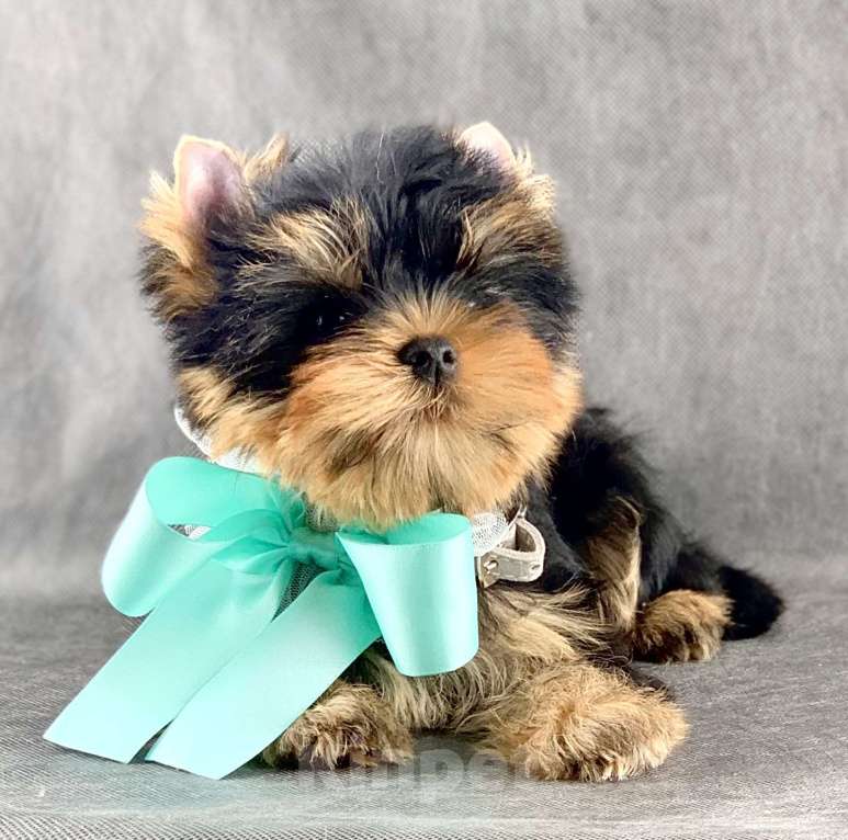 Собаки в Москве: Йоркширский терьер бебифэйс  Мальчик, 60 000 руб. - фото 4