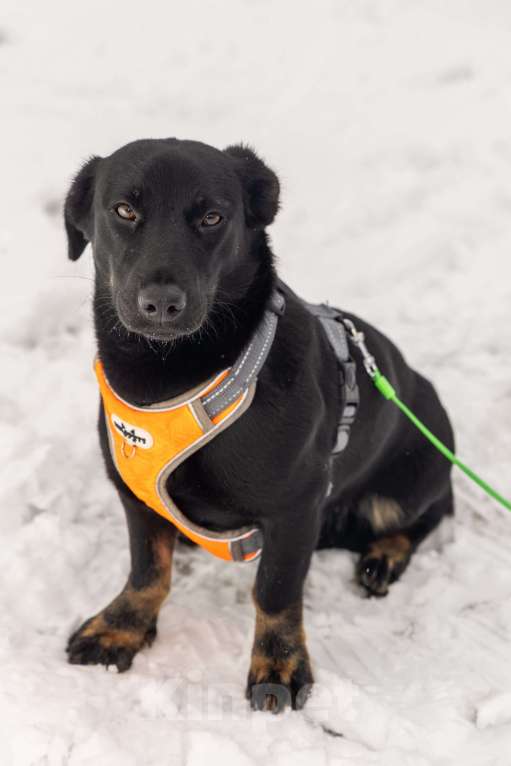 Собаки в Москве: Боня коротколапик ищет дом Девочка, Бесплатно - фото 2