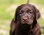 Собаки в Нижнем Новгороде: Шоколадный щенок лабрадора  Мальчик, 35 000 руб. - фото 3