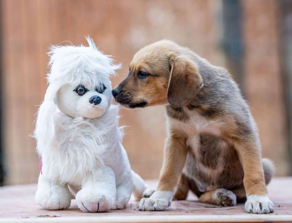 Собаки в Москве: Дина Девочка, Бесплатно - фото 5