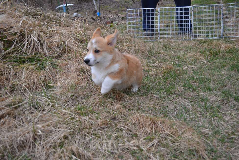 Собаки в Ореховом-Зуево: Коржики Мальчик, 40 000 руб. - фото 4