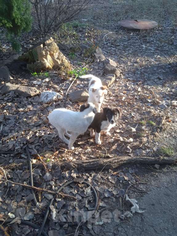 Собаки в Липецке: Очаровательные щенки Мальчик, Бесплатно - фото 8