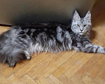 Кошки в Москве: Мейн-кун девочка 8 месяцев Девочка, 25 000 руб. - фото 1