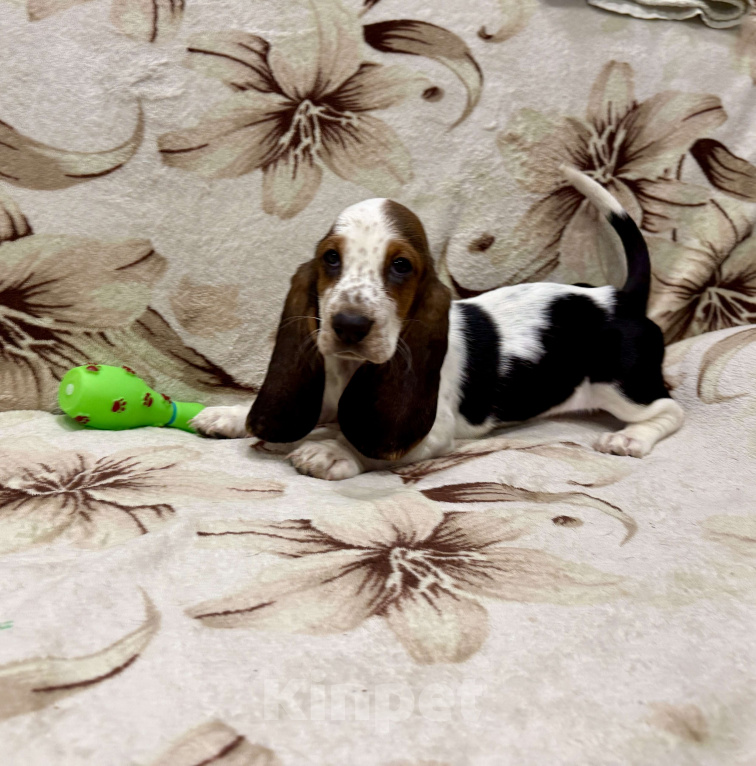 Собаки в Санкт-Петербурге: Бассет-хаунд щенки с родословной  Девочка, 45 000 руб. - фото 1