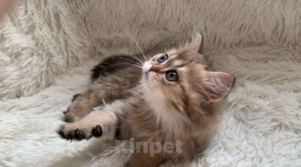 Кошки в Москве: Шотландская Highland stright Девочка, 38 000 руб. - фото 4