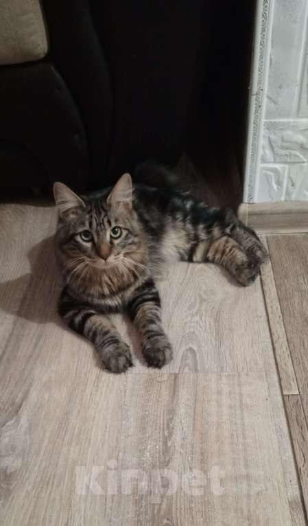 Кошки в Волгограде: Продается молодой котик Мальчик, 25 000 руб. - фото 8