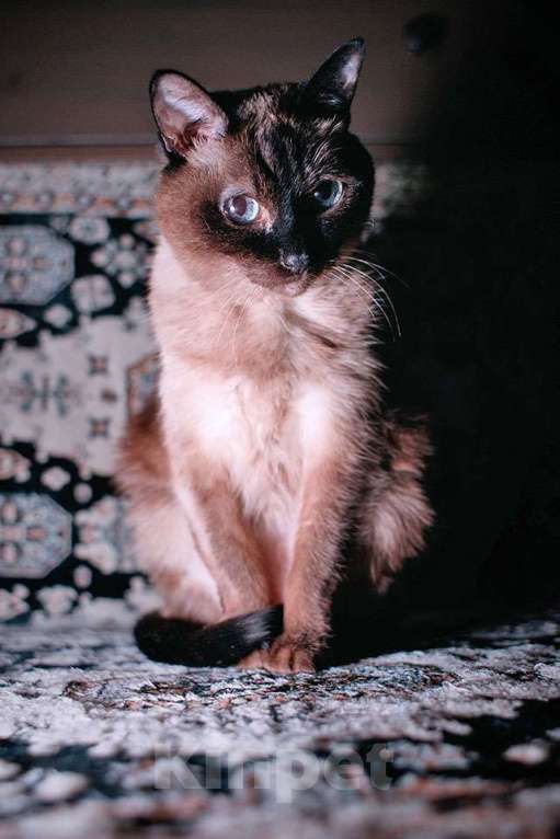 Кошки в Санкт-Петербурге: Ищет дом пожилая, очень нежная тайская кошка по имени Сюся Девочка, 10 руб. - фото 6