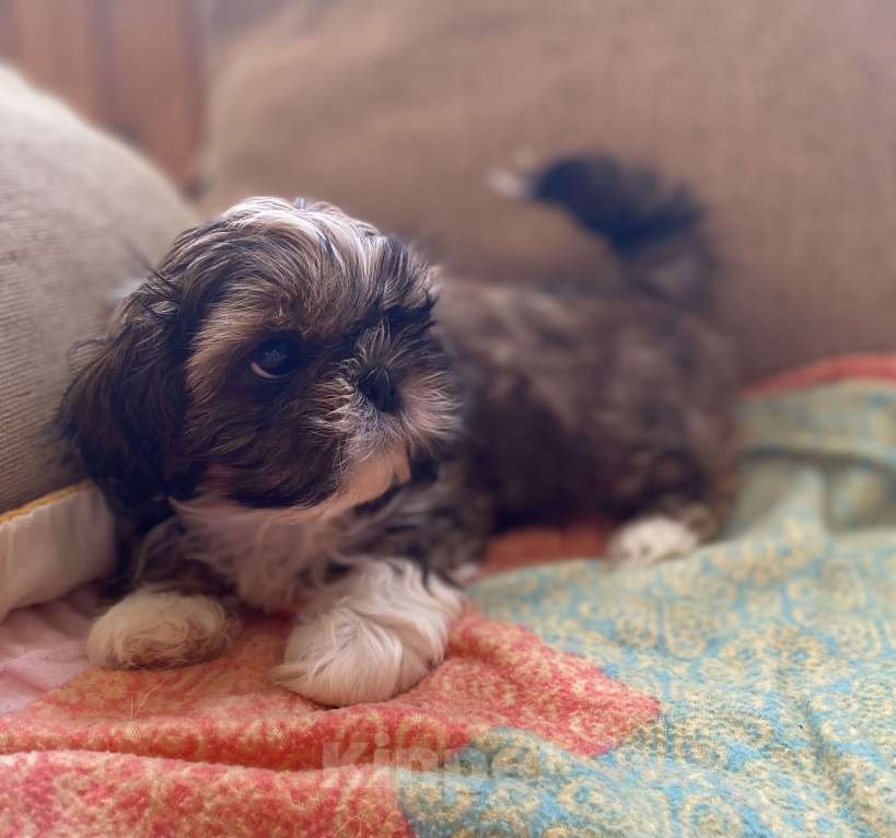 Собаки в Санкт-Петербурге: Очаровательная девочка золотого окраса Девочка, 40 000 руб. - фото 7