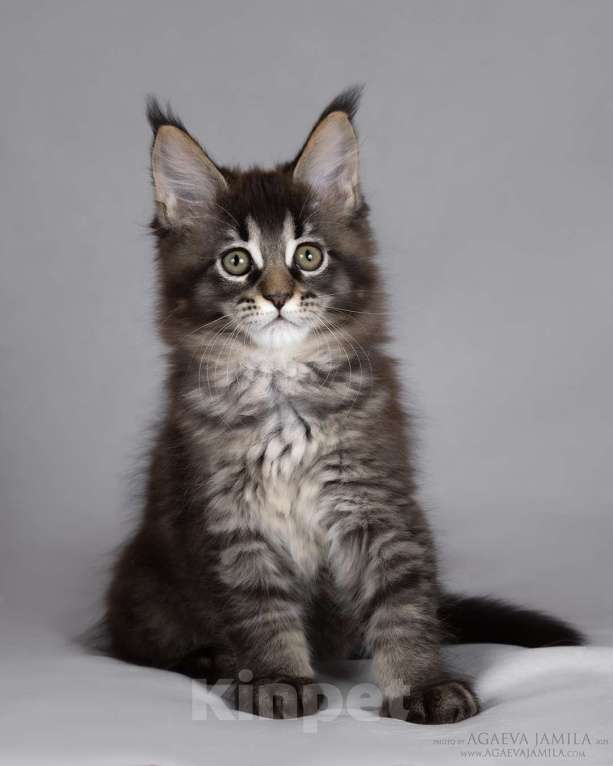 Кошки в Москве: Мейн-кун Зара маленькая пума Девочка, 55 000 руб. - фото 1