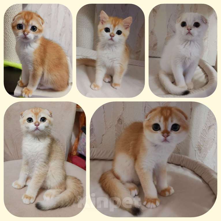 Кошки в Калуге: Котята фолд и страйт Мальчик, Бесплатно - фото 1