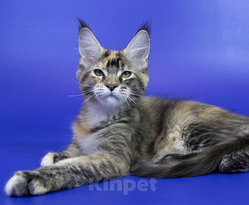 Кошки в Москве: Котенок мейн кун Девочка, Бесплатно - фото 4