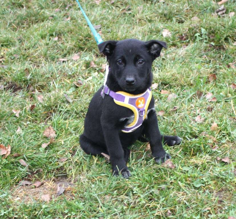 Собаки в Москве: Малышка Масяня ищет свою любимую семью  Девочка, Бесплатно - фото 3