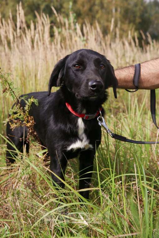 Собаки в Москве: Берта Девочка, Бесплатно - фото 18