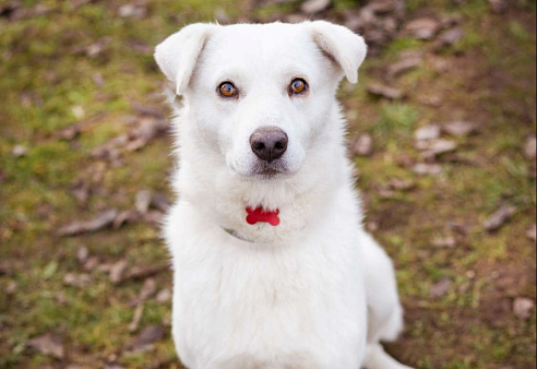 Собака из приюта в добрые руки