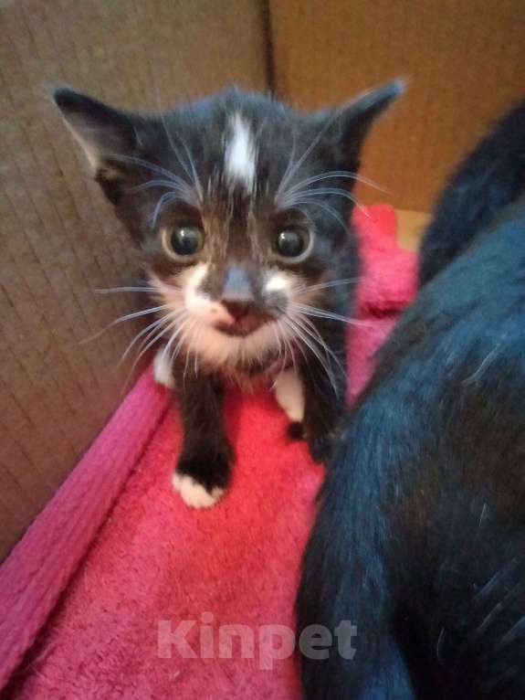 Кошки в Кирове: Красивый черно белый котик Девочка, Бесплатно - фото 4