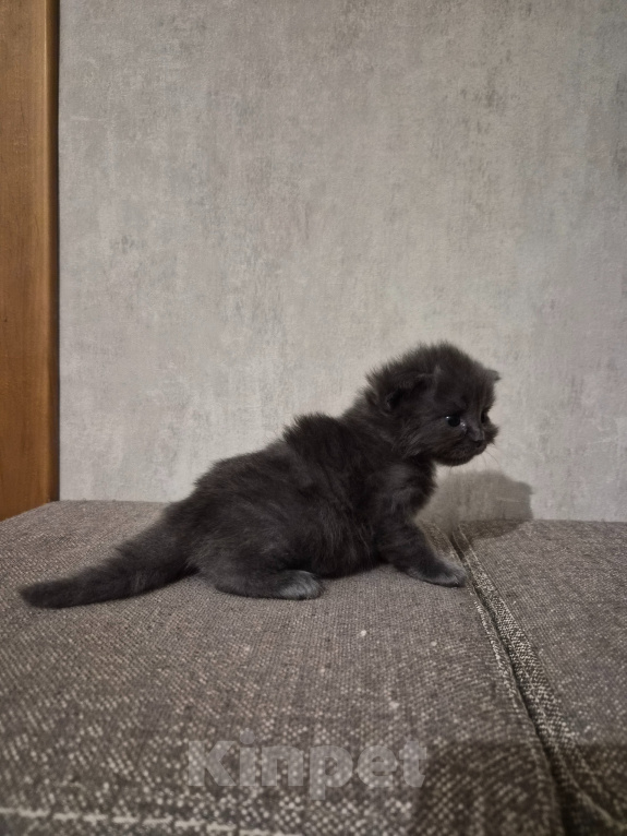 Кошки в Армавире: Продаю умных здоровых котят. Девочка, 5 000 руб. - фото 2