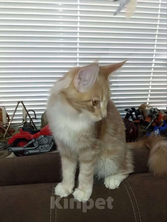 Кошки в Симферополе: Кошечки мейн-кун Девочка, 20 000 руб. - фото 5