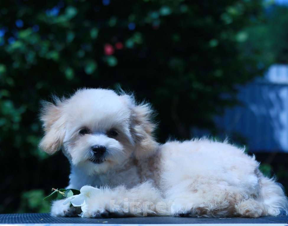 Собаки в Москве: мальтипу Ф1 щенки Девочка, 100 000 руб. - фото 2