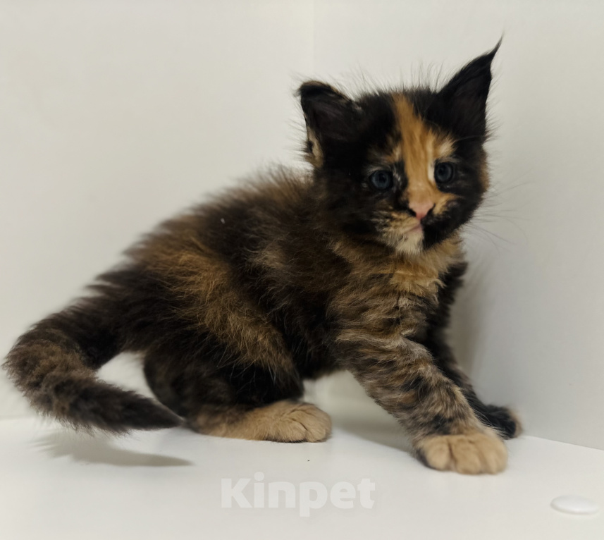 Кошки в Москве: Котята мейн кун Девочка, 60 000 руб. - фото 6