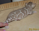 Кошки в Москве: Бенгальский котик Мальчик, 65 000 руб. - фото 3