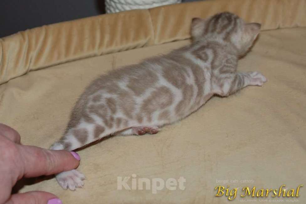 Кошки в Москве: Бенгальский котик Мальчик, 65 000 руб. - фото 3