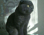 Кошки в Новочебоксарске: Шотландский кот на вязку, 1 000 руб. - фото 2