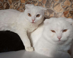 Кошки в Барнауле: Шотланские котята., 3 500 руб. - фото 1