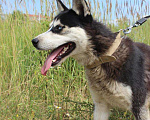 Собаки в Самаре: Михась ищет дом, Бесплатно - фото 6