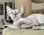 Кошки в Сергиеве Посаде: Голубоглазый малыш Мальчик, 30 000 руб. - фото 5