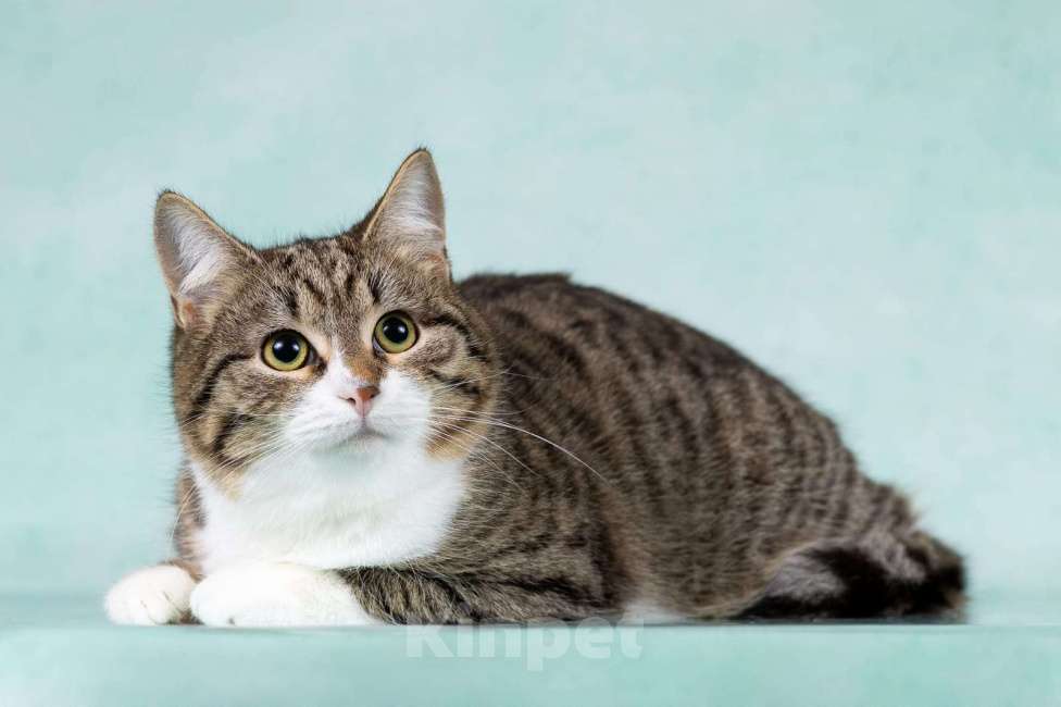 Кошки в Москве: Котики Тоша и Таша в добрые руки Мальчик, Бесплатно - фото 10