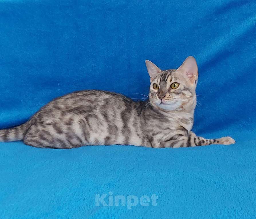 Кошки в Москве: Бенгальская Девочка, Бесплатно - фото 1