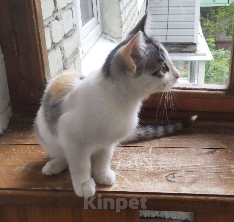 Кошки в Москве: Трехцветный котенок Кнопка в дар Девочка, Бесплатно - фото 6