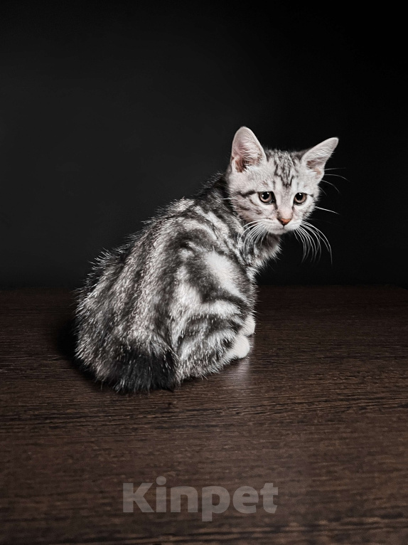 Кошки в Москве: Котята курильского бобтейла короткошерстные  Мальчик, Бесплатно - фото 2