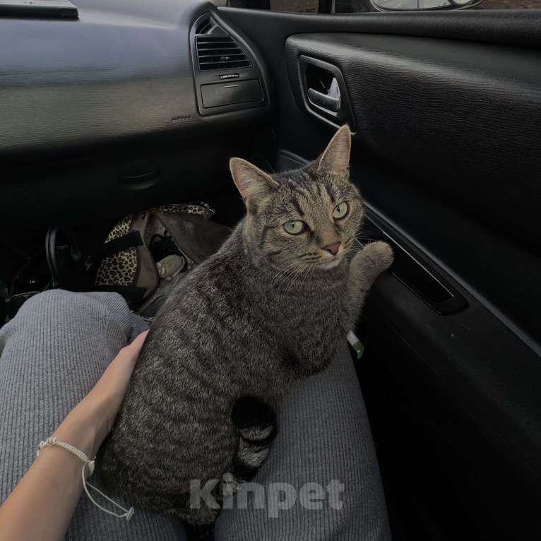 Кошки в Екатеринбурге: Потерялась кошечка ХВОСТИК  Девочка, 10 000 руб. - фото 4