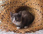 Кошки в Санкт-Петербурге: Котенок Мальчик, Бесплатно - фото 1
