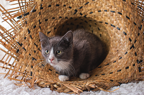 Котенок