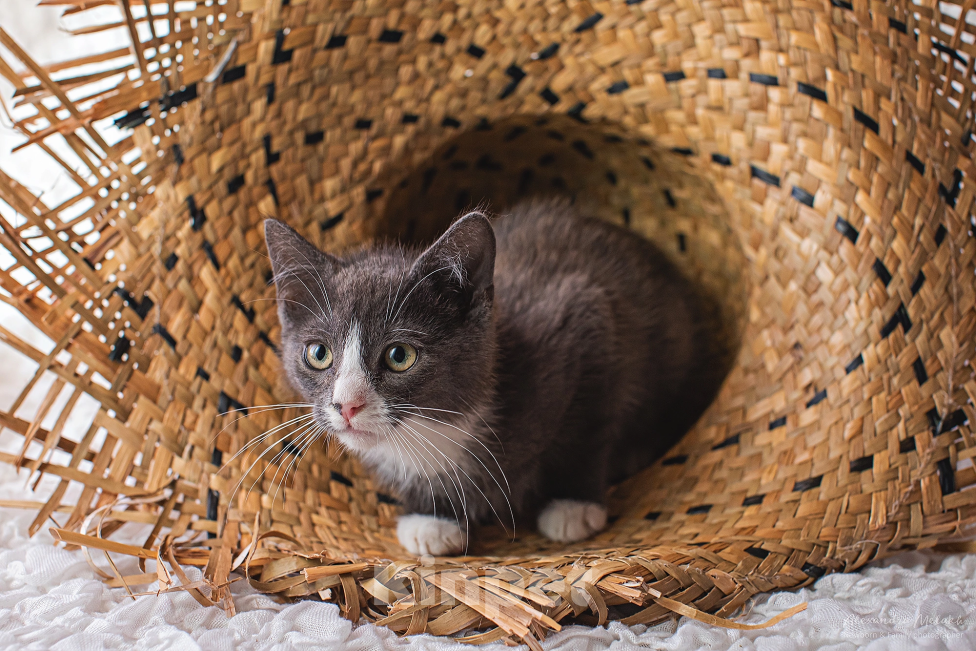 Кошки в Санкт-Петербурге: Котенок Мальчик, Бесплатно - фото 1