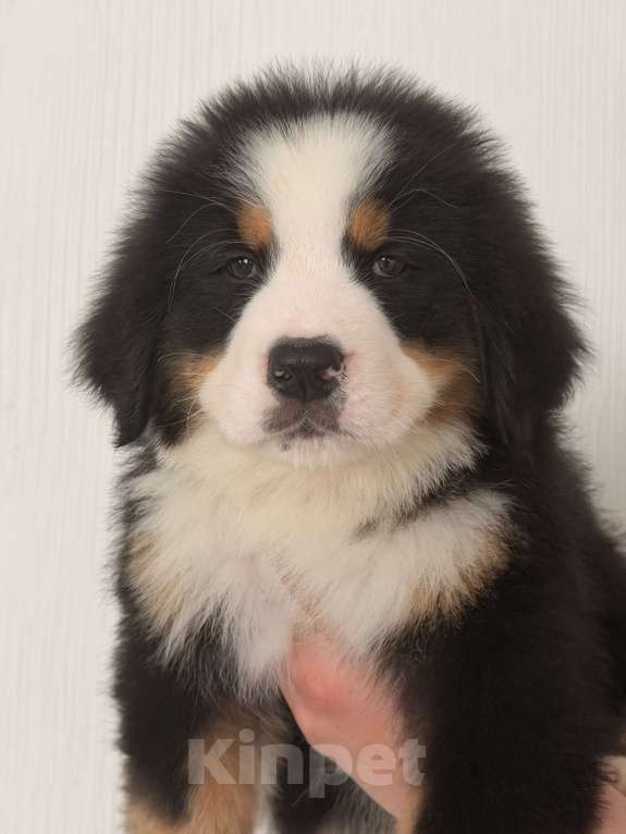 Собаки в других городах Саратовской области: Продажа щенков Бернского Зенненхунда Мальчик, Бесплатно - фото 6