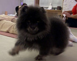 Собаки в Санкт-Петербурге: Померанский шпиц мальчики мини Мальчик, 40 000 руб. - фото 8