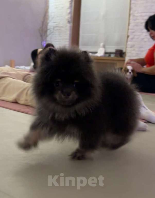 Собаки в Санкт-Петербурге: Померанский шпиц мальчики мини Мальчик, 40 000 руб. - фото 8