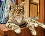 Кошки в Санкт-Петербурге: Кошка Маруся в добрые руки Девочка, Бесплатно - фото 5