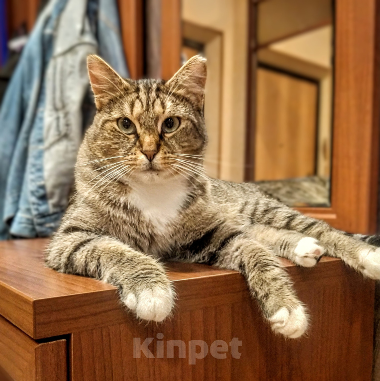 Кошки в Санкт-Петербурге: Кошка Маруся в добрые руки Девочка, Бесплатно - фото 5