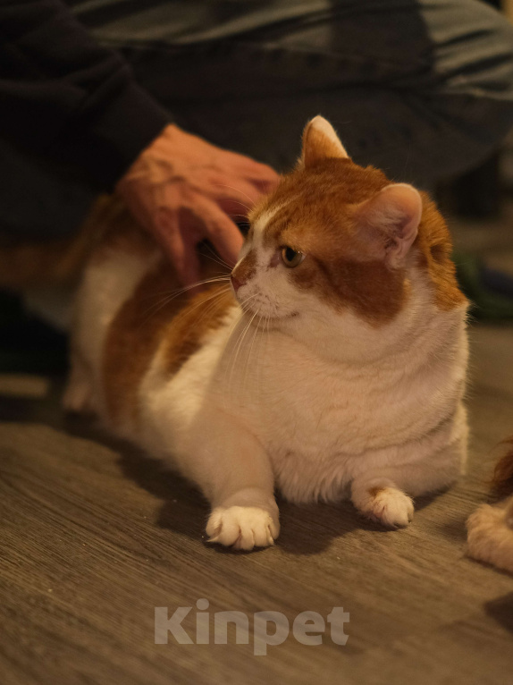 Кошки в Санкт-Петербурге: Котик ищет дом Мальчик, Бесплатно - фото 2