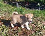 Собаки в Щербинке: Ласковый щенок Дружок в добрые руки Мальчик, Бесплатно - фото 5