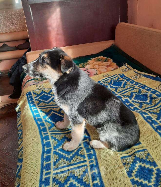 Собаки в Волгограде: Отдам в добрые руки щенков Мальчик, Бесплатно - фото 2