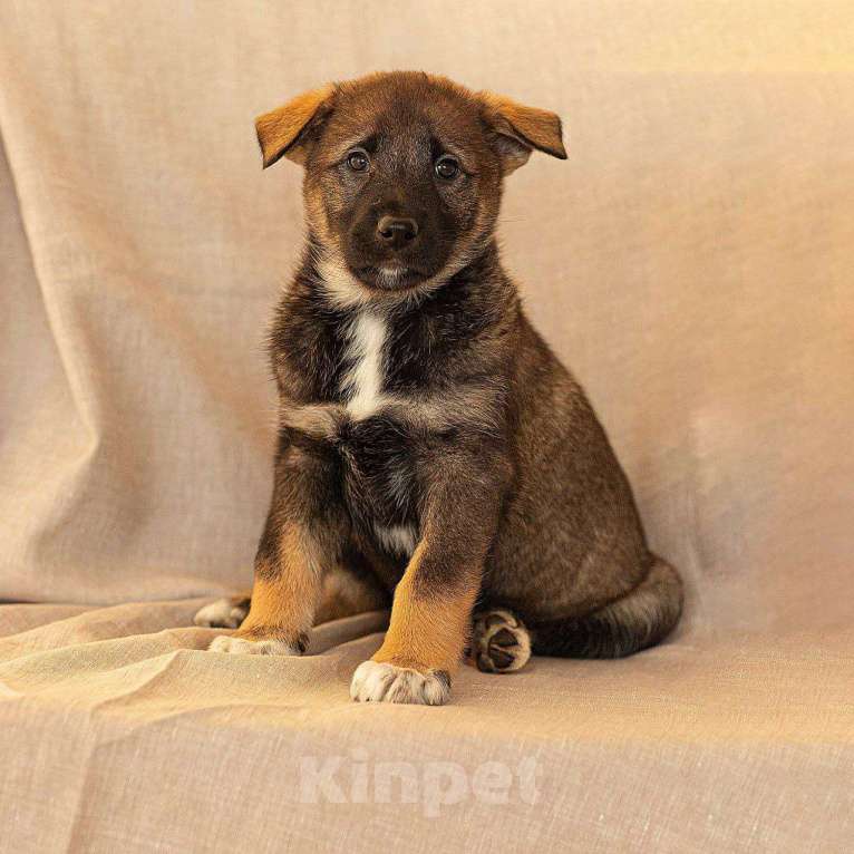 Собаки в Апрелевке: Щеночки Якутской лайки в добрые руки! Девочка, Бесплатно - фото 5