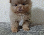 Собаки в Юрге: Померанские шпицы Мальчик, 35 000 руб. - фото 7