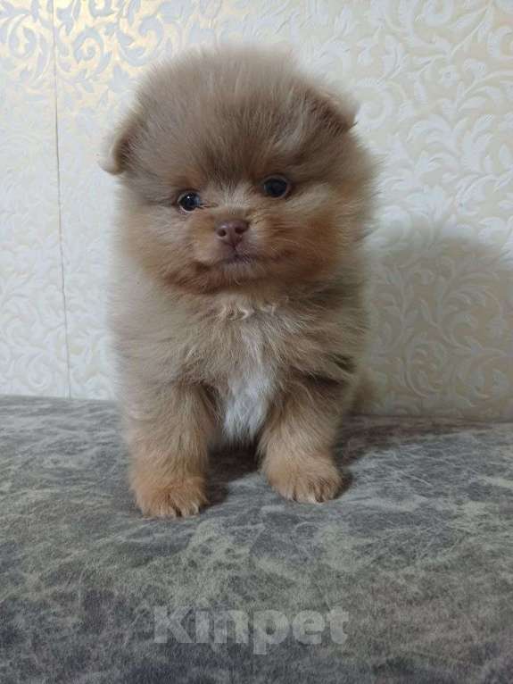 Собаки в Юрге: Померанские шпицы Мальчик, 35 000 руб. - фото 7